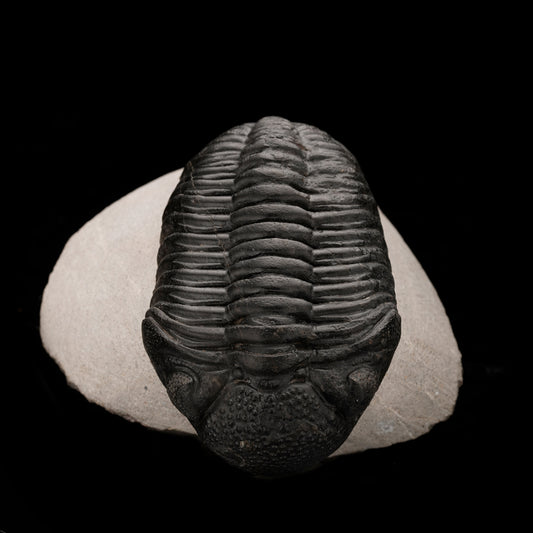 Trilobite Fossil From Morocco // 264 Grams
