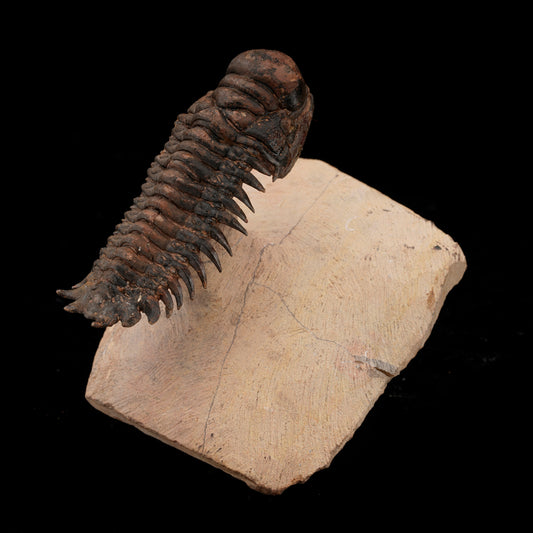 Trilobite Fossil From Morocco // 185 Grams