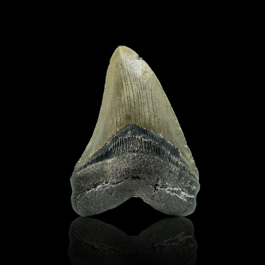 Megalodon Tooth //4.26" High