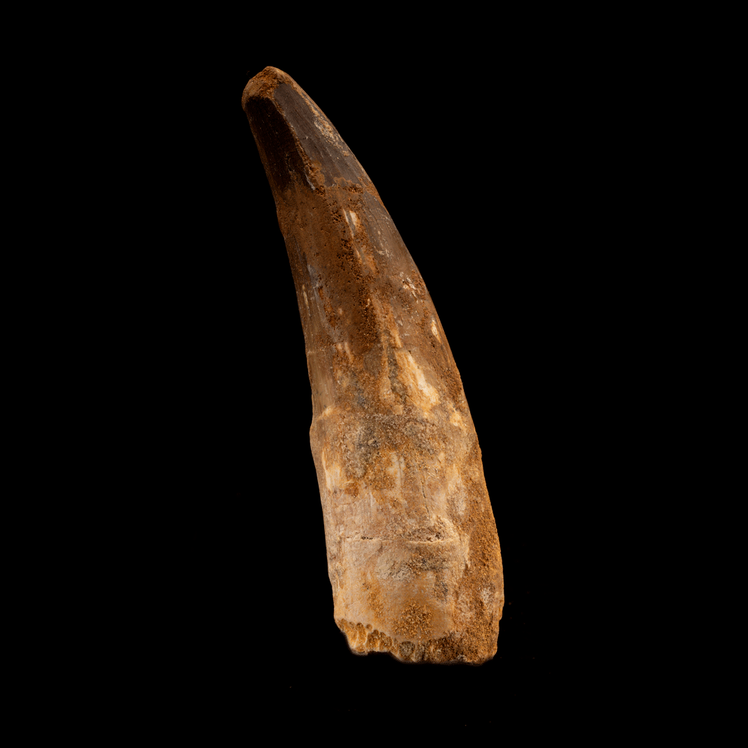 Spinosaurus Tooth // 4-1/4" Long