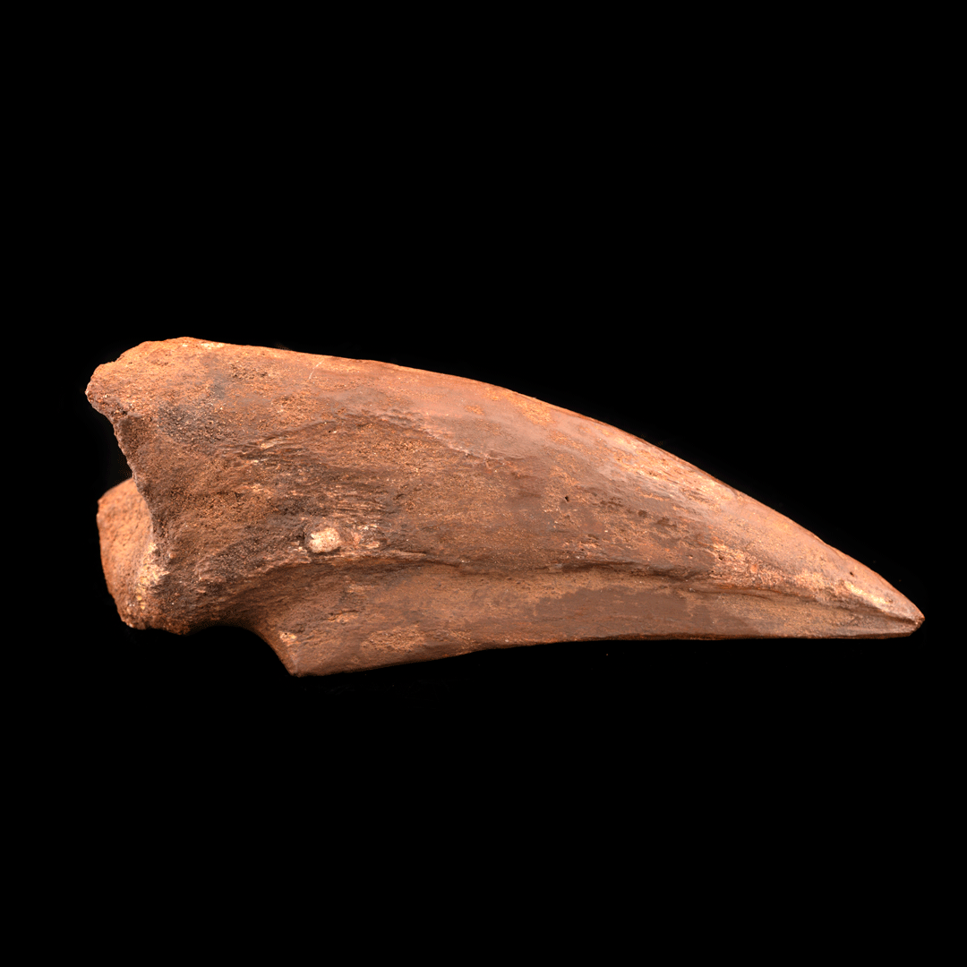 Spinosaurus Toe Claw // 4-3/4" Long