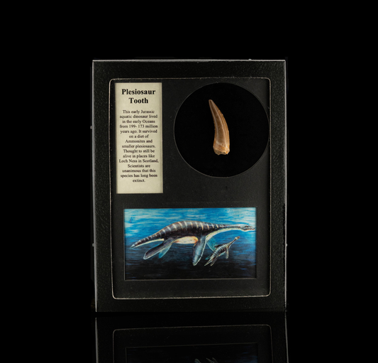 Fósil de diente de plesiosaurio en caja de coleccionista