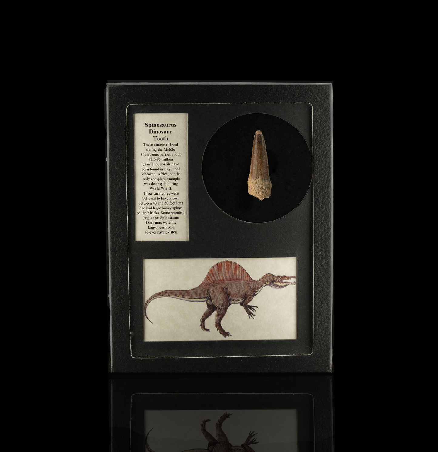 Fósil de diente de Spinosaurus en caja de coleccionista