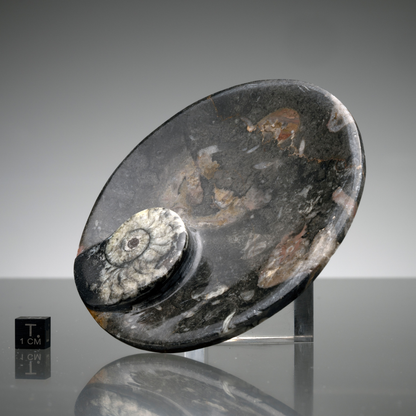 Ammonite and Belemnite Round Dish // Ver. 1