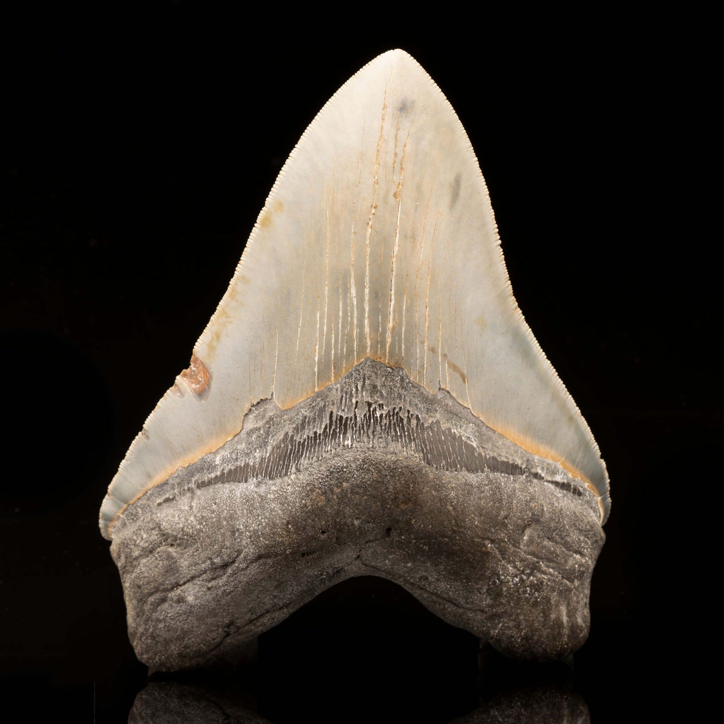 Megalodon Tooth // 6-1/8" High