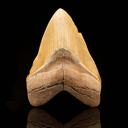 Megalodon Tooth // 6" High // Ver. 2