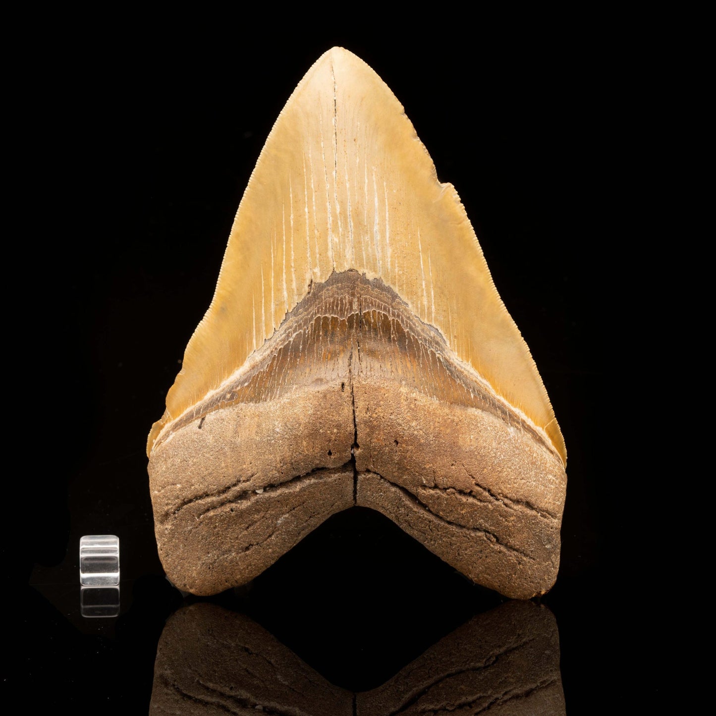 Megalodon Tooth // 6" High // Ver. 2