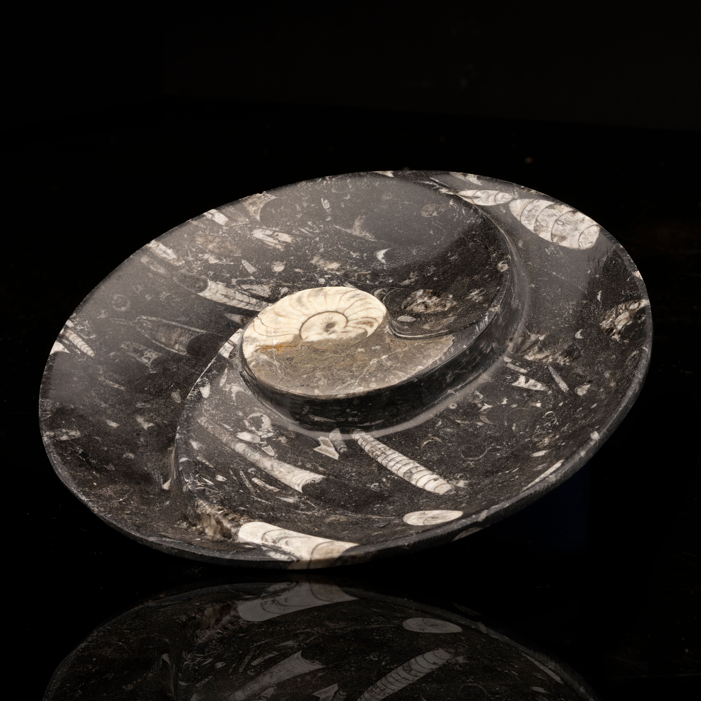 Plato Espiral Redondo Ammonite y Belemnite // Ver. 2