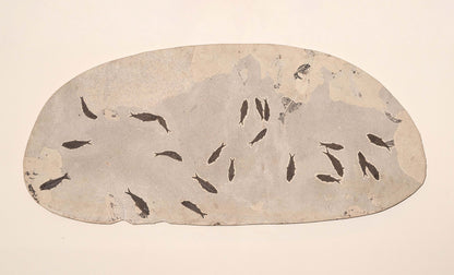 Fossilized School of Knightia Fish in Limestone