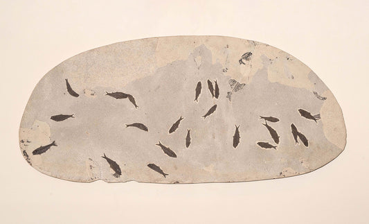 Banco fosilizado de peces Knightia en piedra caliza