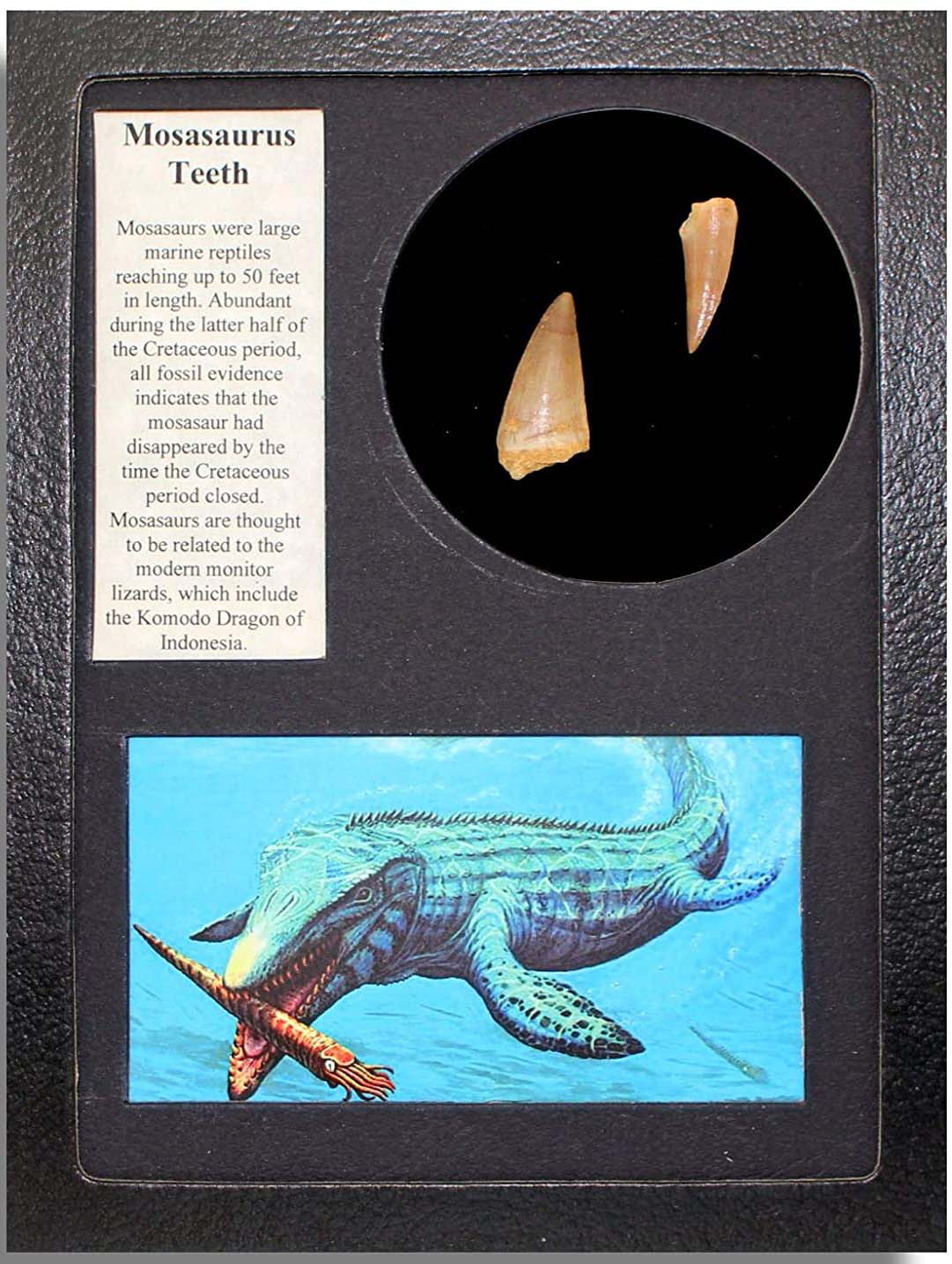 Fósil de dientes de mosasaurus en caja de coleccionista