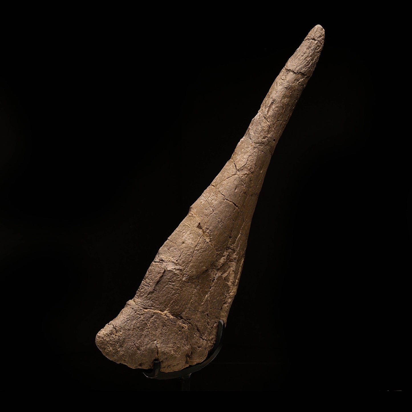Púa de cola de estegosaurio // 18" de largo