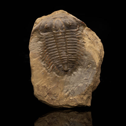 Trilobite Fossil (Damesellidae) // 114 Gramos