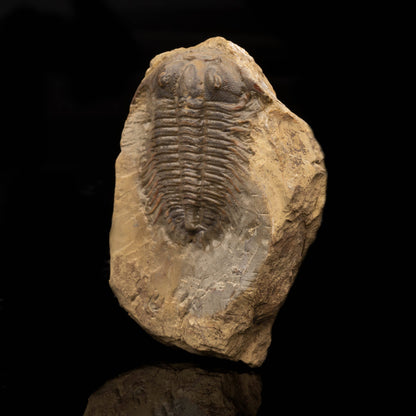 Trilobite Fossil (Damesellidae) // 114 Grams