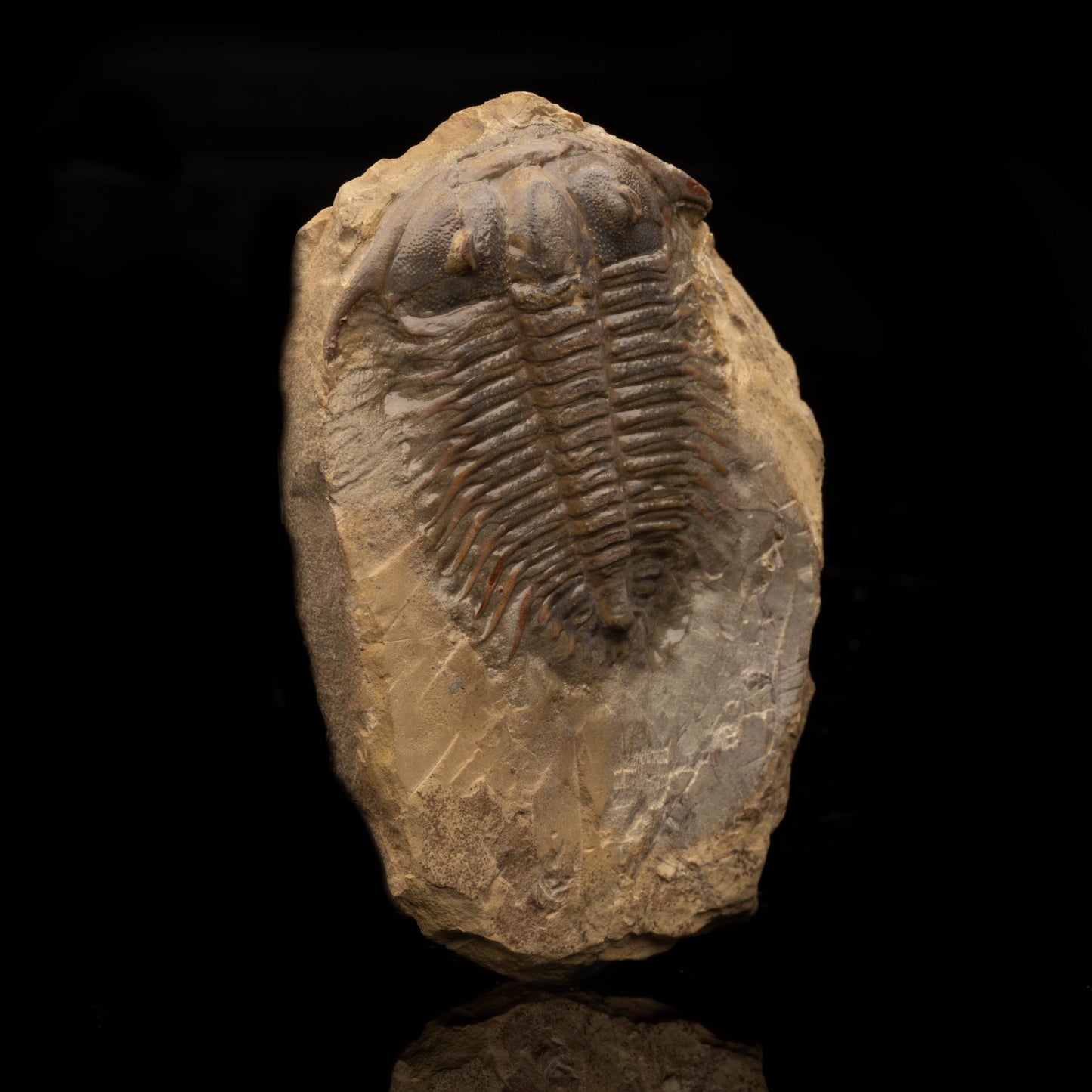 Trilobite Fossil (Damesellidae) // 114 Grams