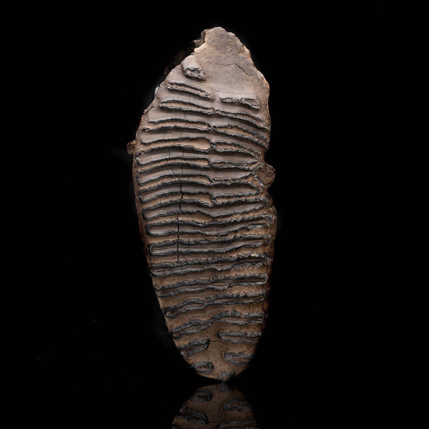 Woolly Mammoth Molar And Root // 3.0 Lb.