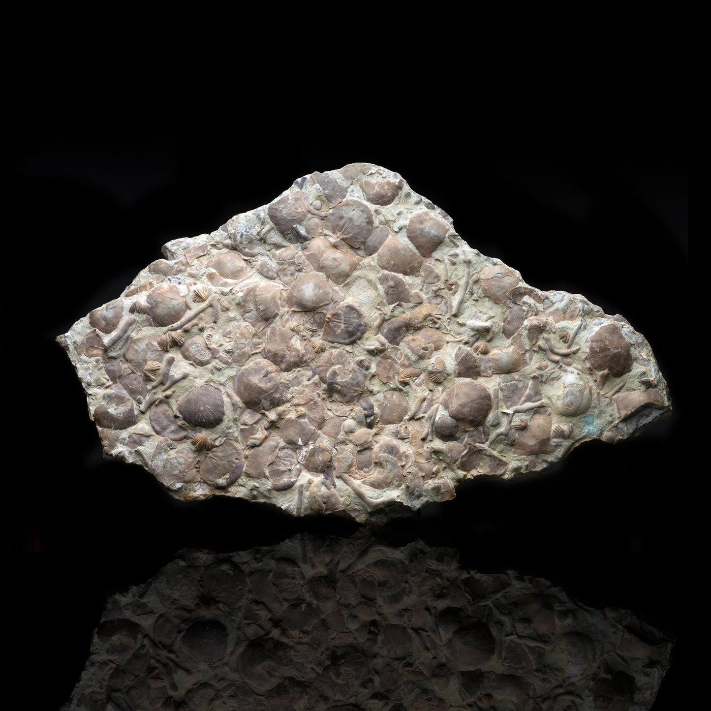 Fósiles Rafinesquina en Piedra Caliza // 11.5 lb