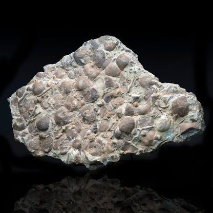 Rafinesquina Fossils in Limestone // 11.5 lb