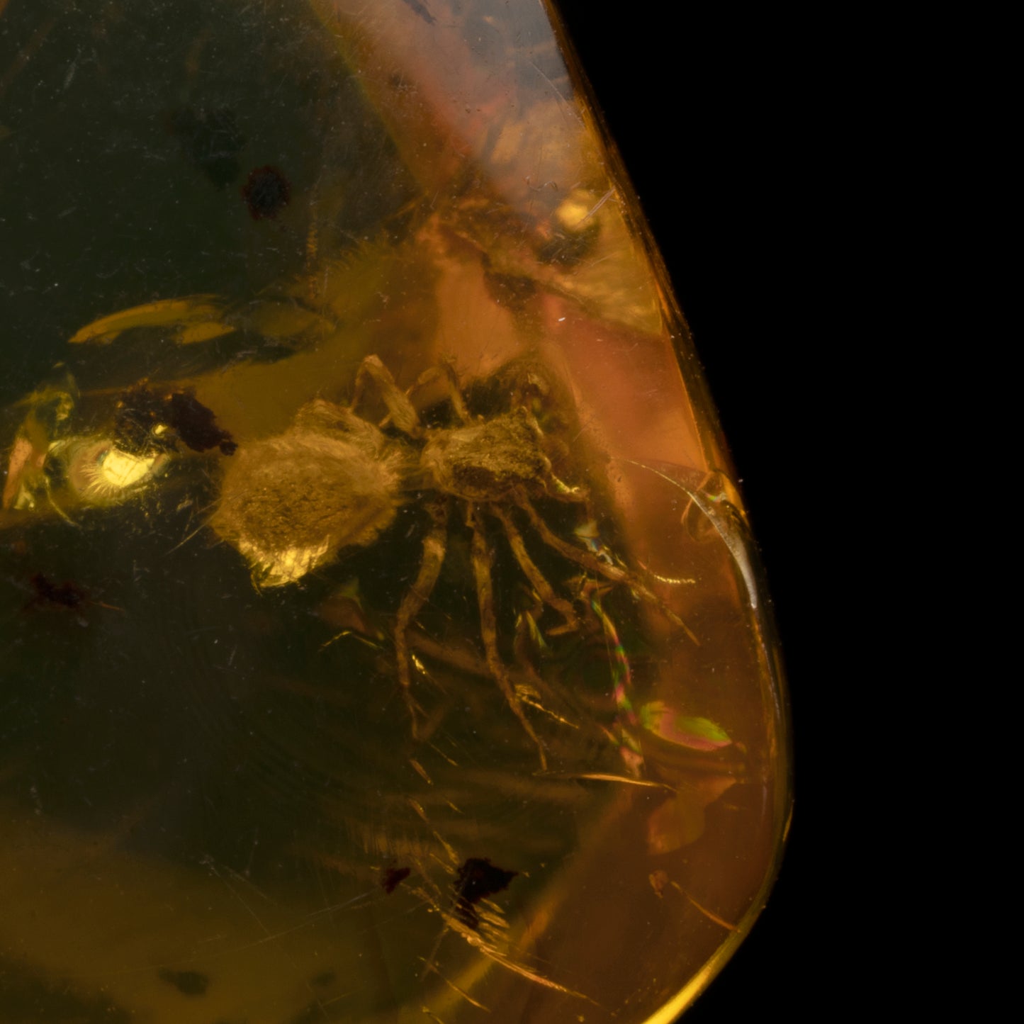 Mexican Amber With Assassin Spider // 2.09 Grams