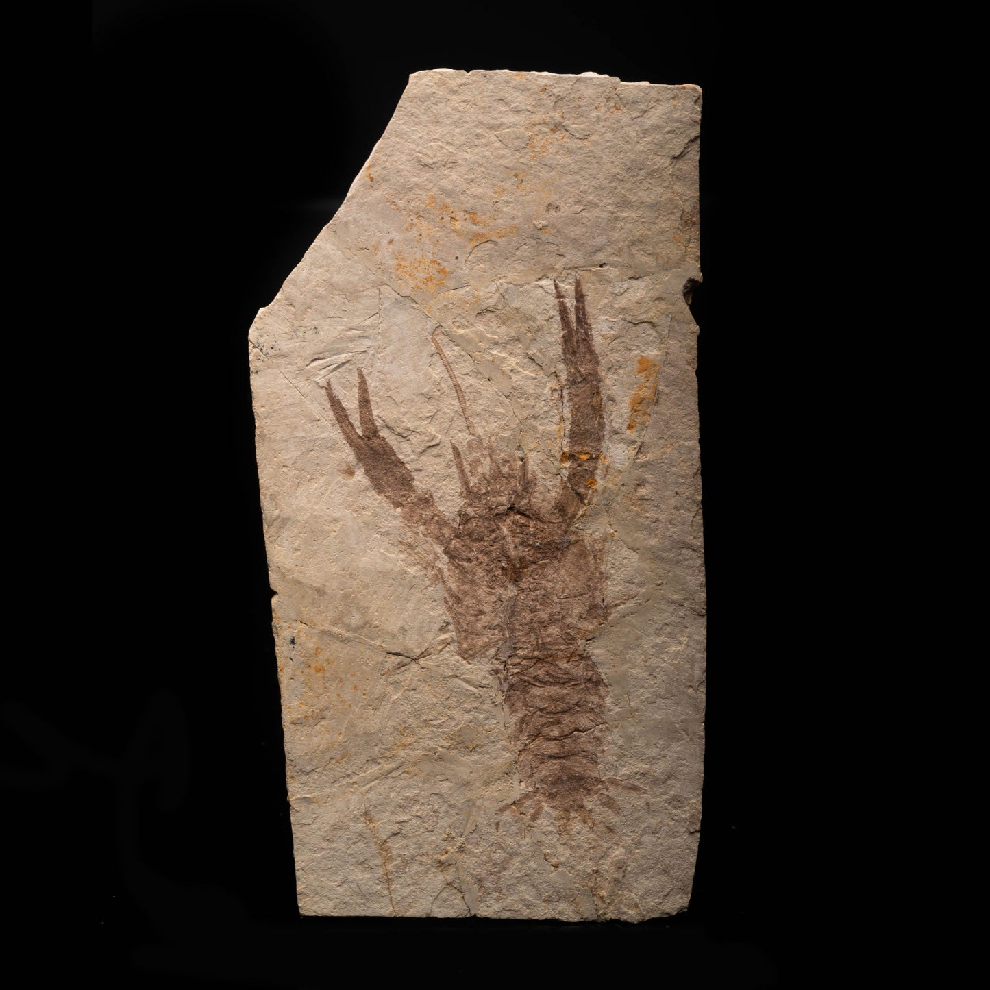 Set of Crawfish Fossils