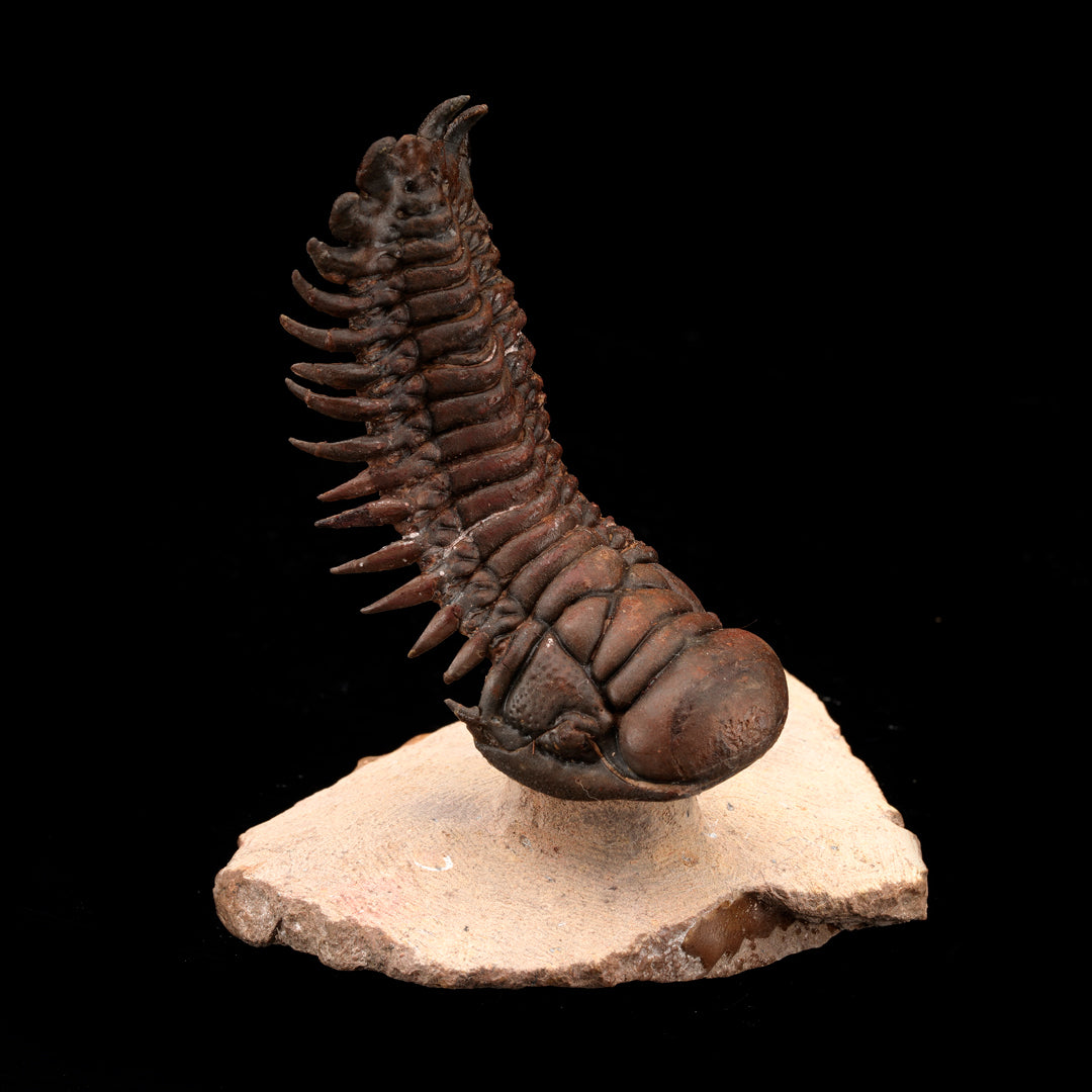 Trilobite Fossil From Morocco // 95 Grams