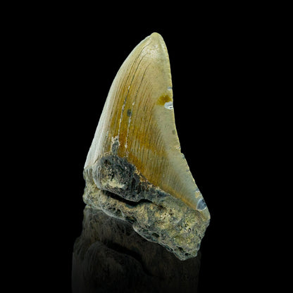 Megalodon Tooth // 4" High