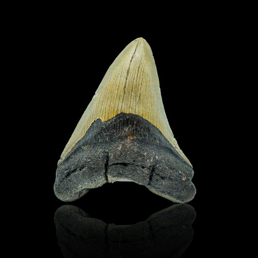 Megalodon Tooth // 4,2" High