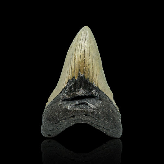 Megalodon Tooth // 4,1" High