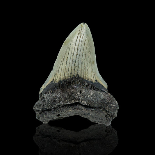 Megalodon Tooth //4.1" High