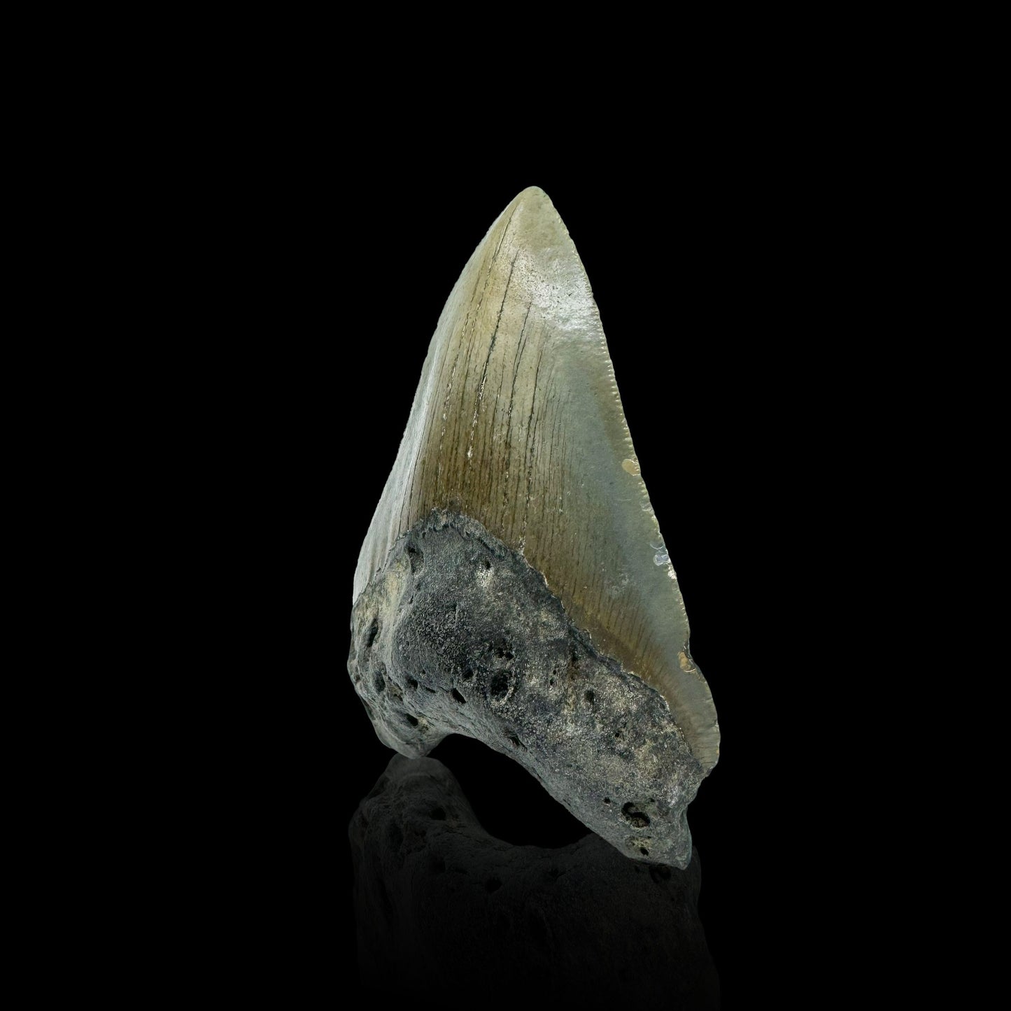 Megalodon Tooth //3.9" High