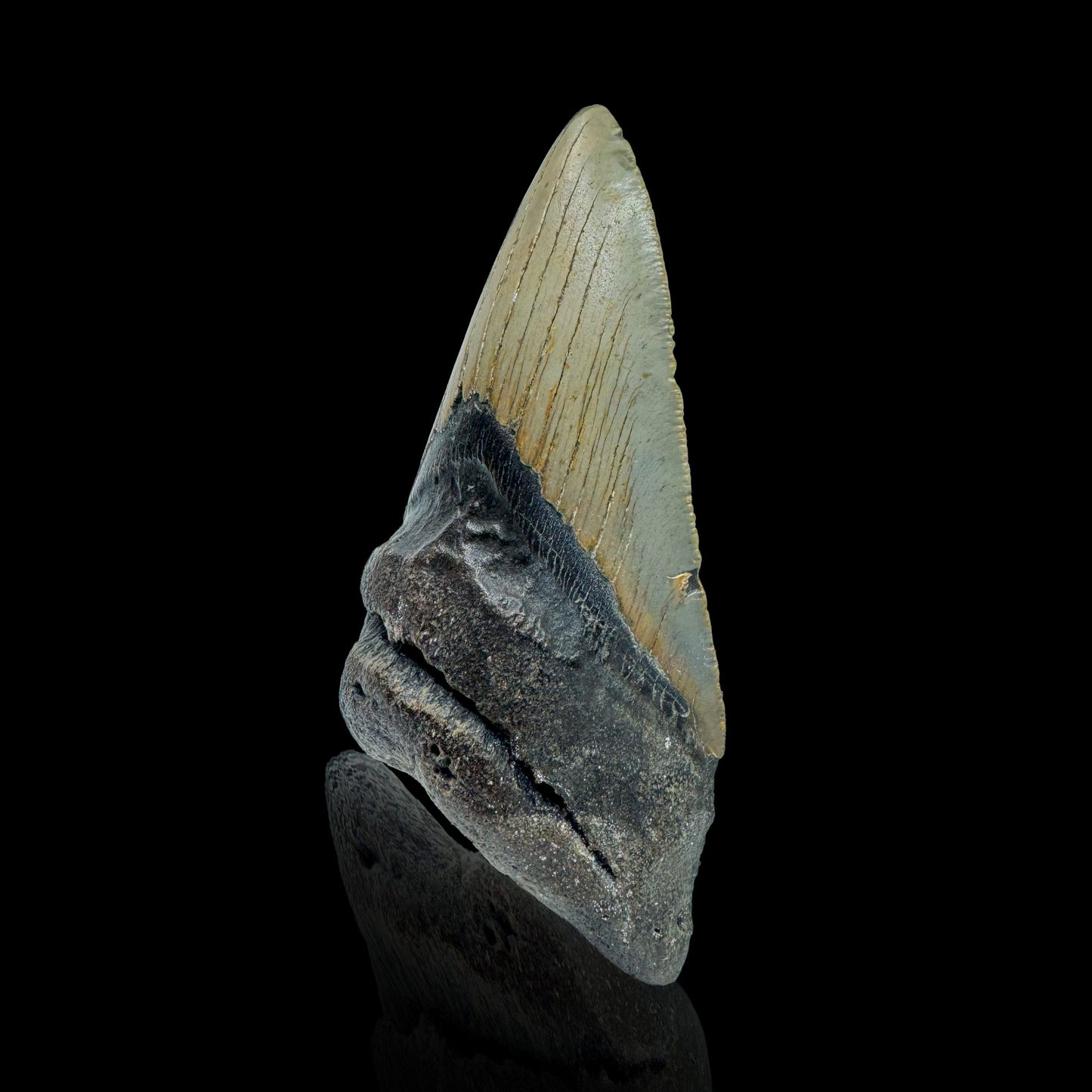 Megalodon Tooth //4.27" High