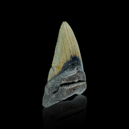 Megalodon Tooth //4.27" High