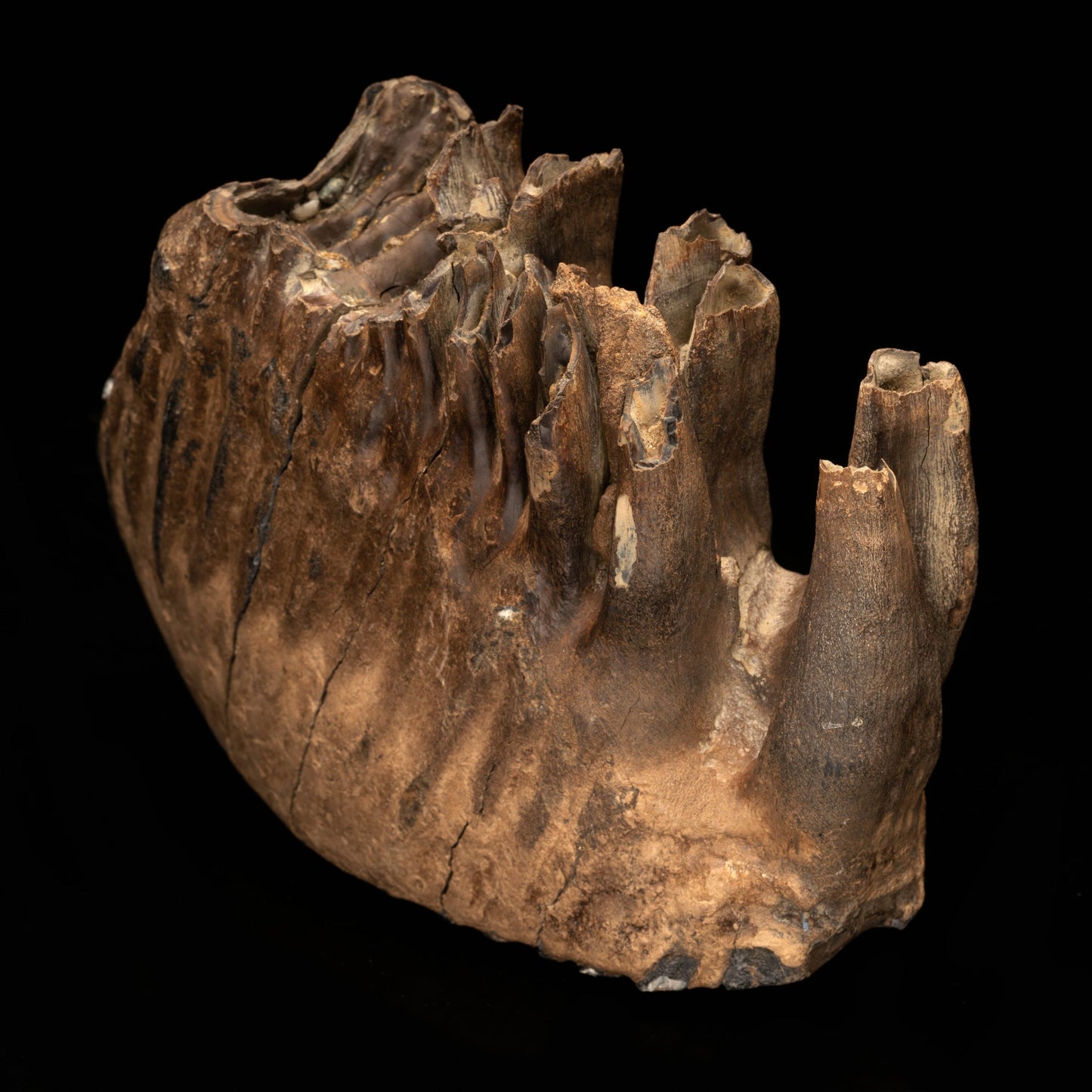 Molar y raíz de mamut lanudo // 3.0 lb.
