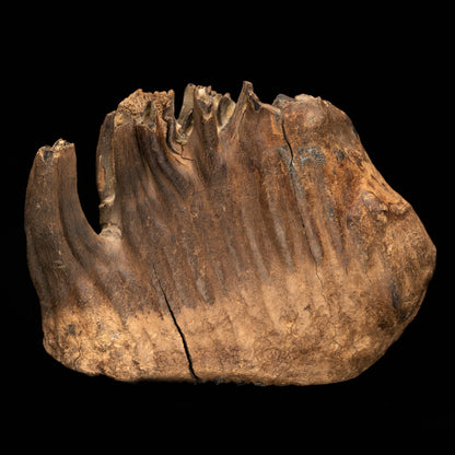 Woolly Mammoth Molar And Root // 2.95 Lb.