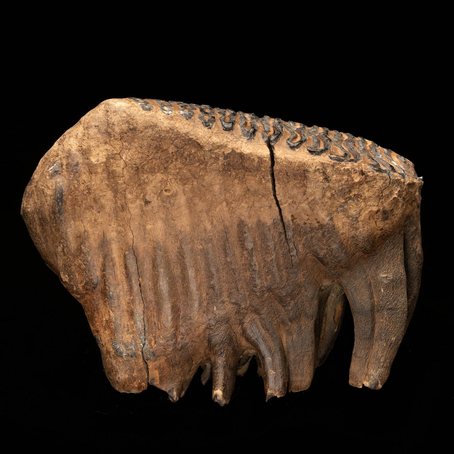 Woolly Mammoth Molar And Root // 2.95 Lb.