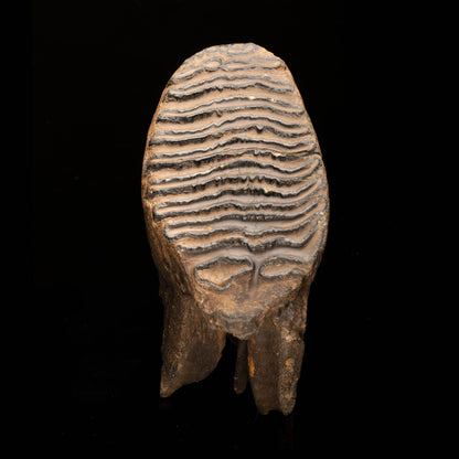 Woolly Mammoth Molar And Root // 2.13 Lb.