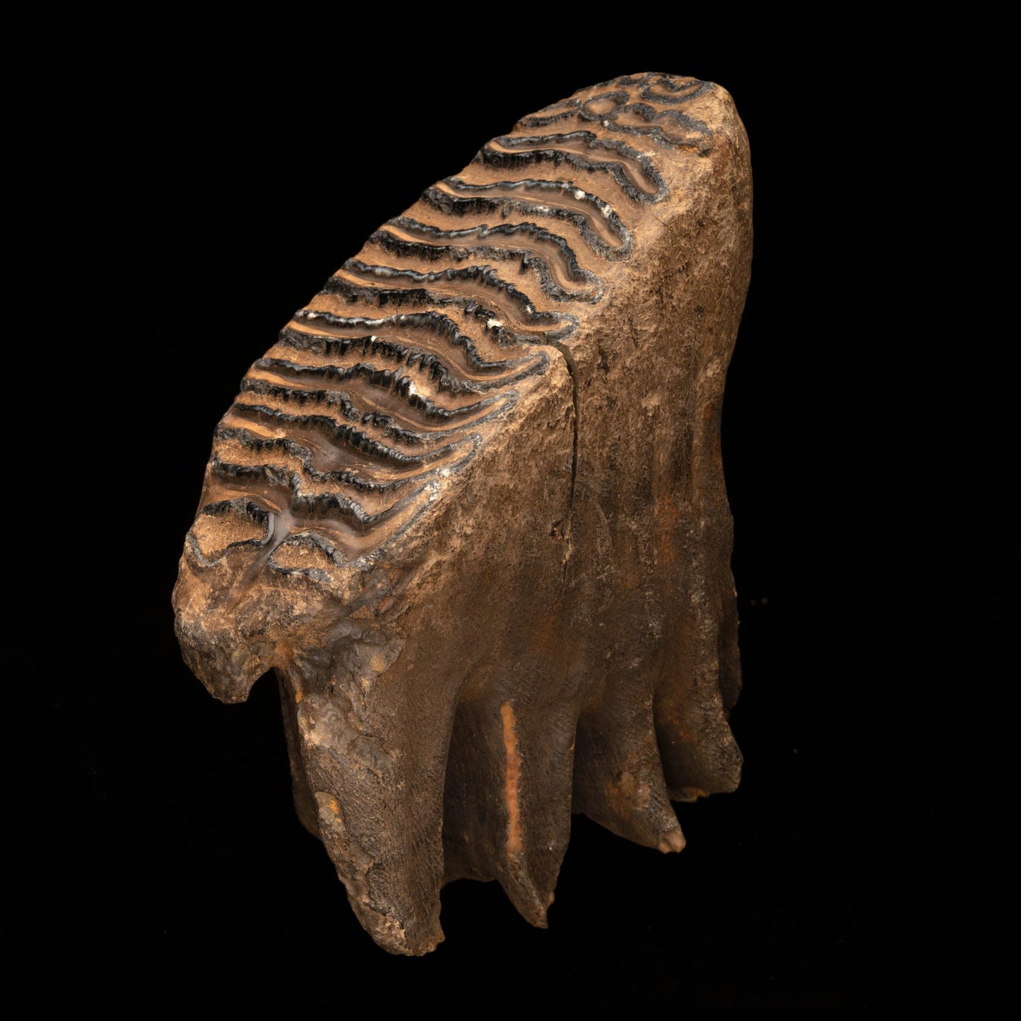 Woolly Mammoth Molar And Root // 2.13 Lb.