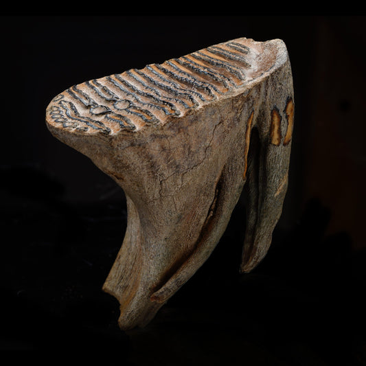Woolly Mammoth Molar And Root // 1.52 lb