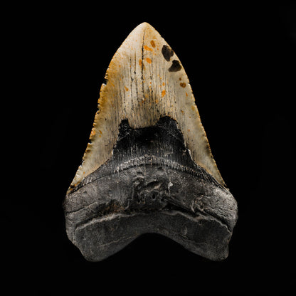 Megalodon Tooth From South Carolina, USA // 5.96" High