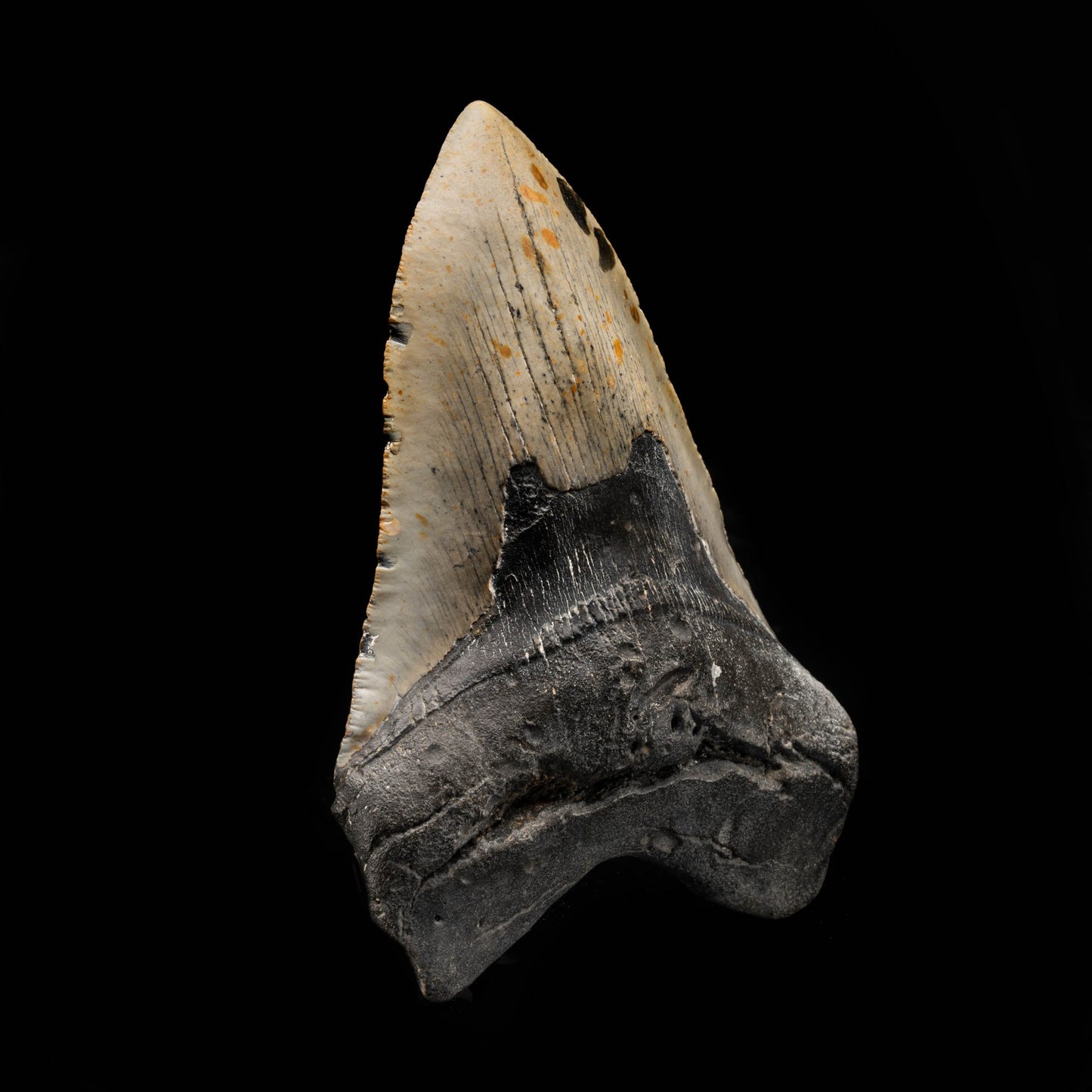 Megalodon Tooth From South Carolina, USA // 5.96" High
