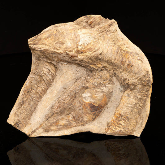 Rhacolepis Buccalis Fossil Fish Plate // 5 Lb.