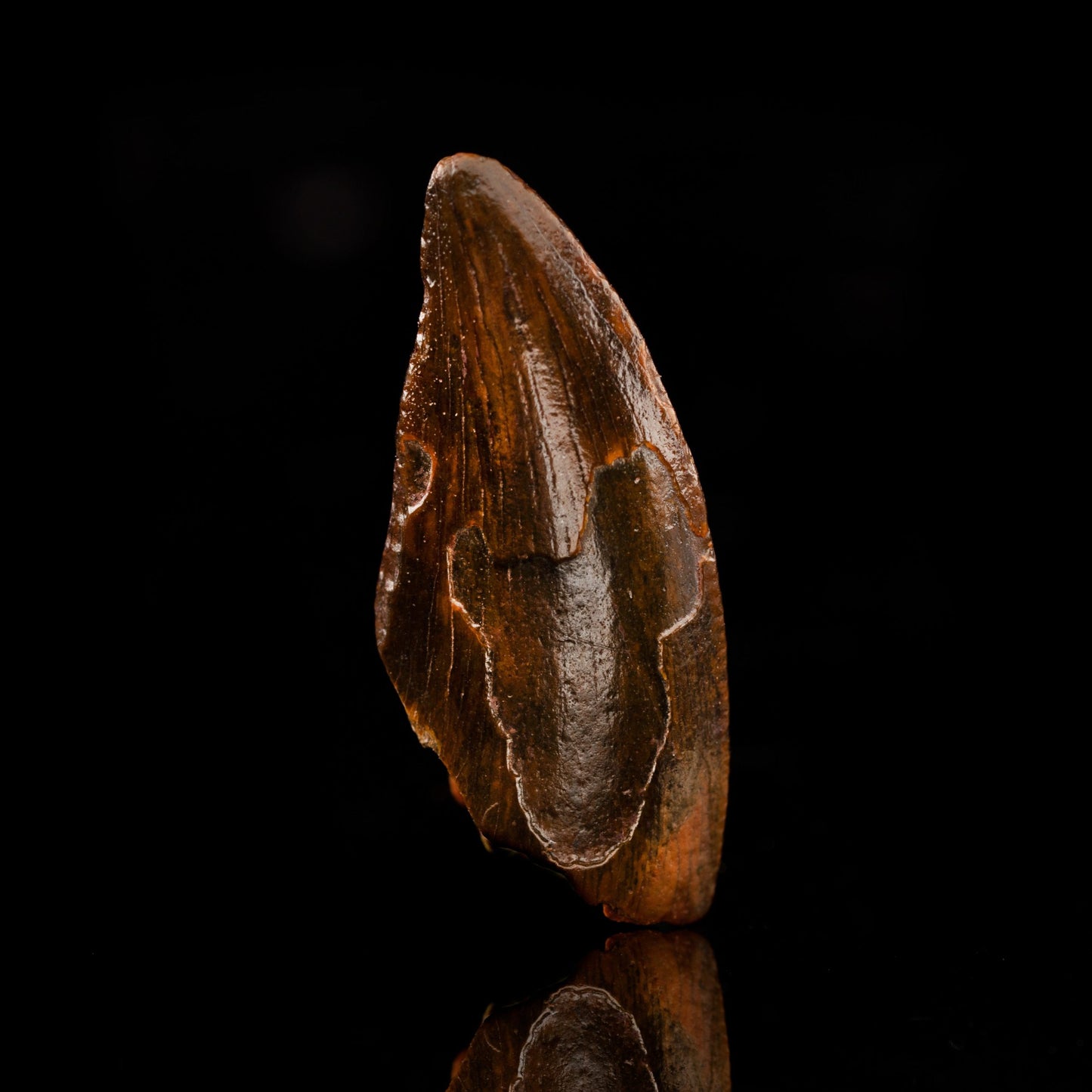 Fósil de diente de raptor en caja de coleccionista