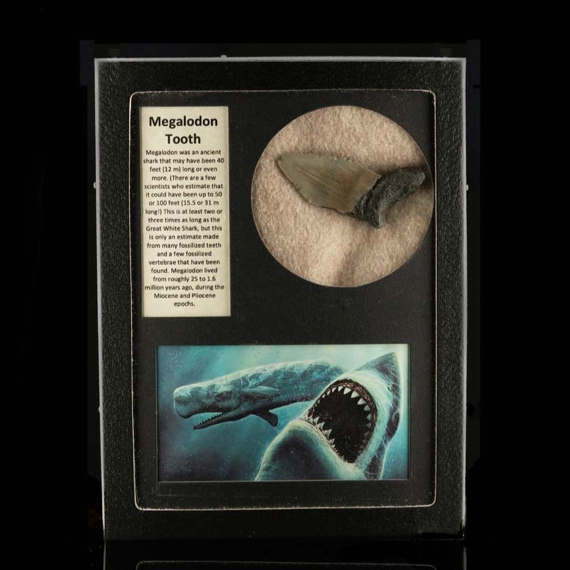 Fósil de diente de Megalodon en caja de coleccionista