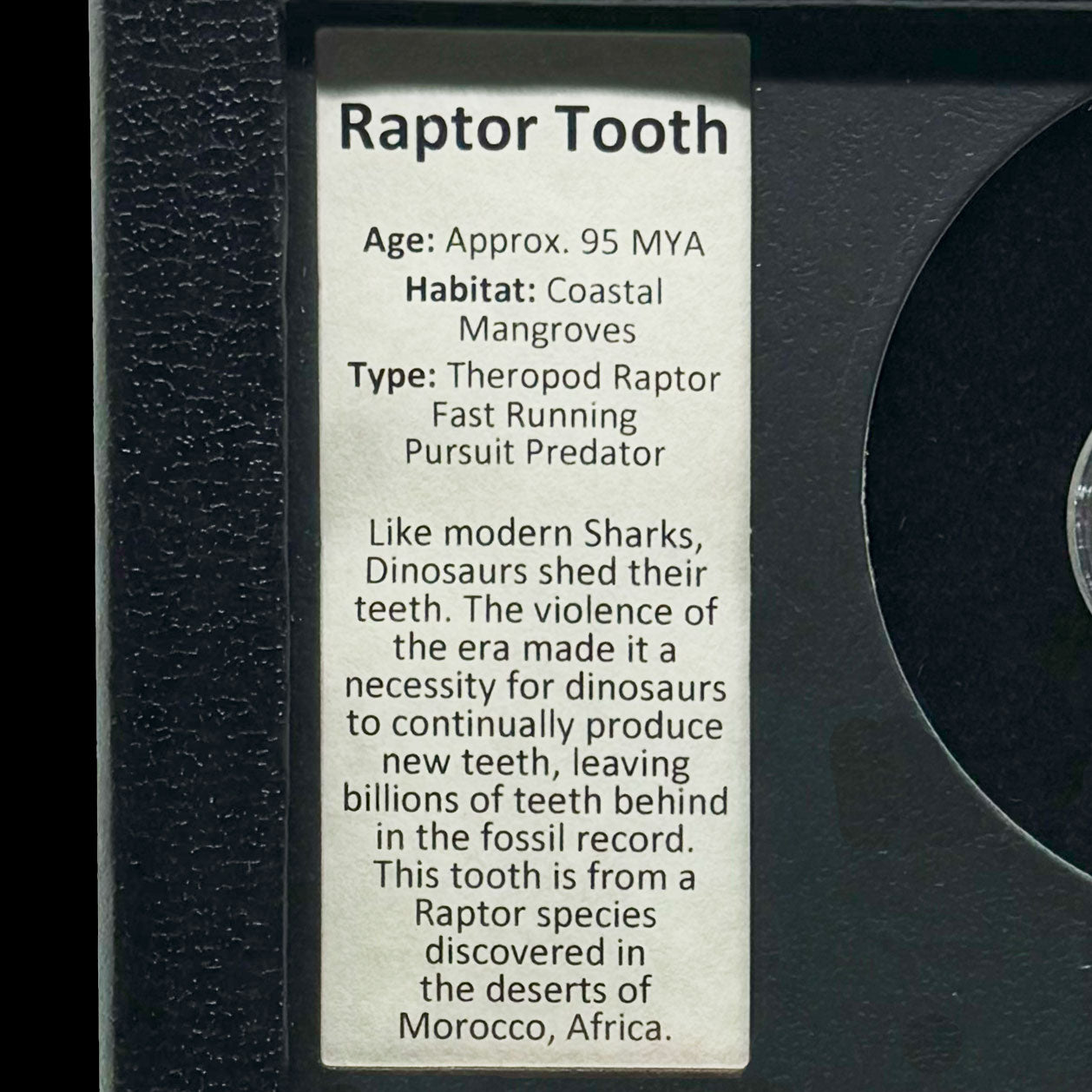 Fósil de diente de raptor en caja de coleccionista