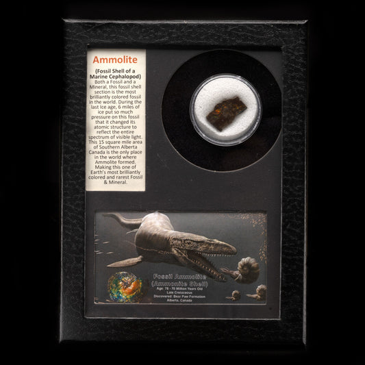 Ammolite in Collector's Box