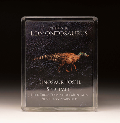 Caja de fósiles de edmontosaurio