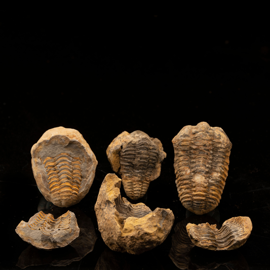Geoda fósil de trilobites