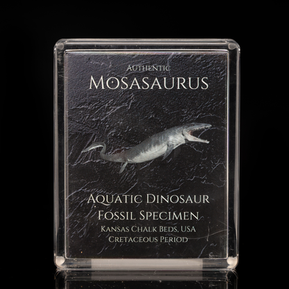 Caja de fósiles de mosasaurus