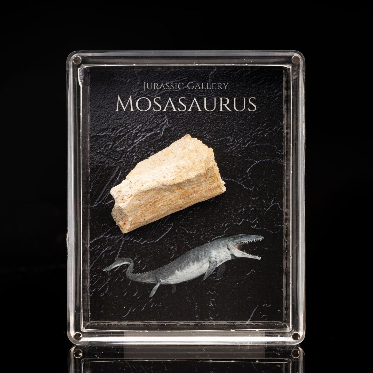 Caja de fósiles de mosasaurus
