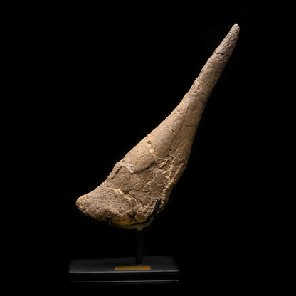 Púa de cola de estegosaurio // 18" de largo